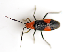 Trilaccus nigroruber