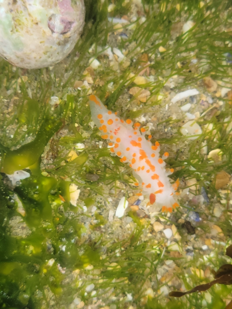 McDonald's Dorid