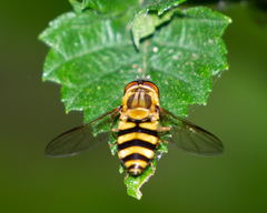 Syrphus knabi