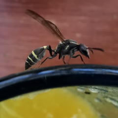 Polybia plebeja