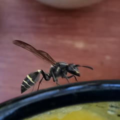 Polybia plebeja