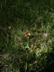 Ophrys