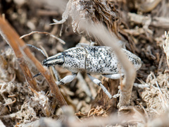 Cyphocleonus cenchrus