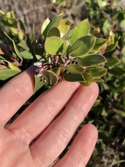 Arctostaphylos hookeri