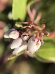 Arctostaphylos hookeri