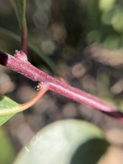 Arctostaphylos hookeri
