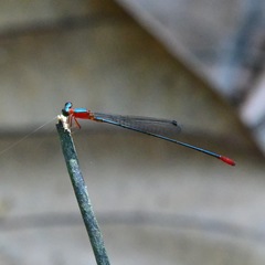 Teinobasis ruficollis