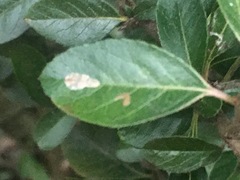 Phyllonorycter leucographella
