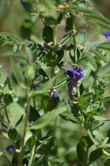 Scutellaria wrightii