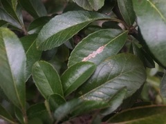 Phyllonorycter leucographella