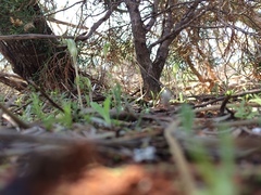 Pterostylis setulosa