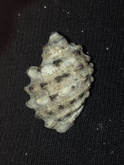 Plicopurpura patula