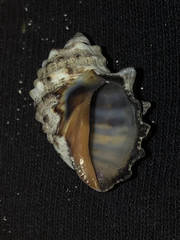 Plicopurpura patula
