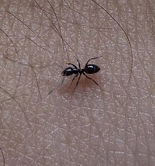 Ochetellus glaber