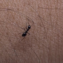 Ochetellus glaber