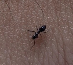 Ochetellus glaber