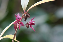 Clerodendrum fortunatum
