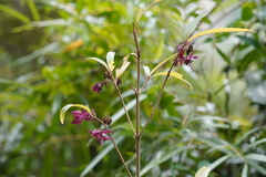 Clerodendrum fortunatum