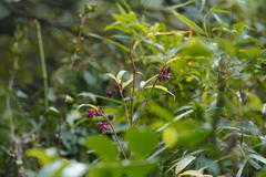 Clerodendrum fortunatum