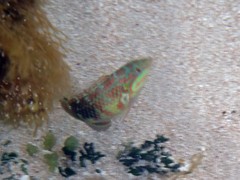 Halichoeres margaritaceus