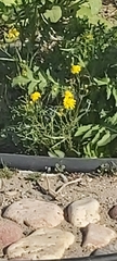 Senecio glaucus