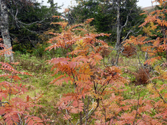 Sorbus sibirica