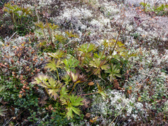 Anemonastrum biarmiense