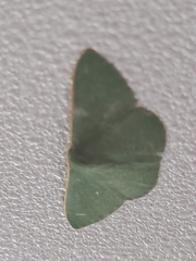 Chlorocoma assimilis