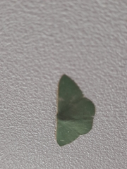 Chlorocoma assimilis