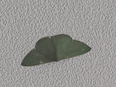 Chlorocoma assimilis