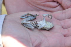 Osteopilus dominicensis