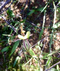 Caladenia roei