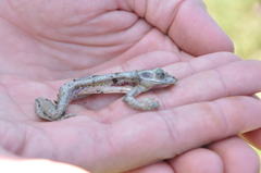 Osteopilus dominicensis