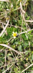 Tridax procumbens
