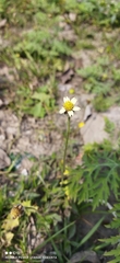 Tridax procumbens