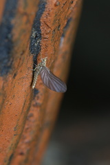 Baetinae