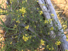 Pimelea microcephala