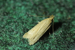 Helcystogramma albinervis