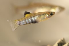 Poecilia zonata