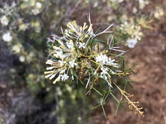 Hakea lissocarpha