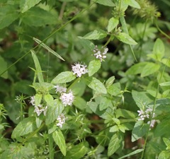 Mentha australis
