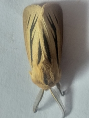 Acantharctia latifasciata