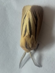 Acantharctia latifasciata
