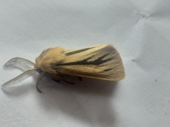 Acantharctia latifasciata