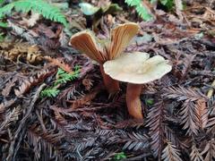 Lactarius aurantiosordidus