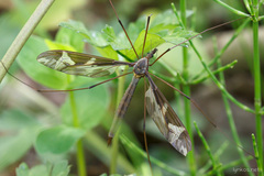 Tipula maxima