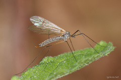 Tricyphona