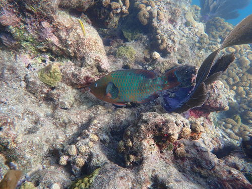 Foto de Pez loro arco iris (Scarus guacamaia)