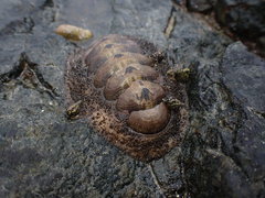 Acanthopleura gemmata