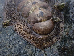 Acanthopleura gemmata